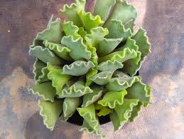 This classic pie only has a few simple ingredients. Growing Adromischus Cristatus Crinkle Leaf Plant Garden Lovers Club