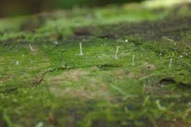 Image result for Multiclavula mucida