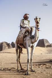 The colour of their bodies helps them to blend into their environment. Pin On Deserts