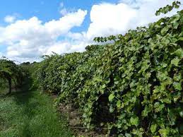 Check spelling or type a new query. Hs763 Hs100 The Muscadine Grape Vitis Rotundifolia Michx