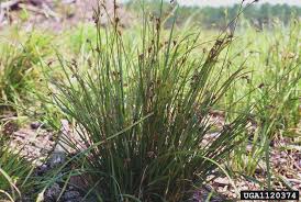 Image result for Scleria mikawana