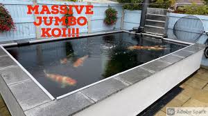 How many koi per pond · most pond experts say you can have one koi per 500 gallons. Jumbo Koi 4000 Gallon Pond 7 Koi Only Youtube