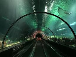 Seaworld Sharks Underwater Vi Seaworld Parks Entertainment Office Photo Glassdoor In 2020 Sea World Photo Underwater