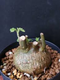 Image result for Dorstenia buchananii