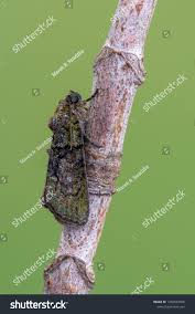 Image result for Cryphia algae