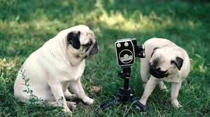 Kopegin Ciftlesme Stok Video Telif Haksiz Kopegin Ciftlesme Cekimler Depositphotos