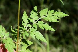 Image result for Bidens schimperi