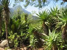 Der botanische garten in puerto de la cruz auf der kanaren insel teneriffa ist besonders interessant und beherbergt eine vielzahl an teilweise schon sehr alten und großen tropischen und subtropischen. Botanischer Garten Kirstenbosch Wikipedia