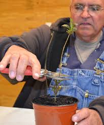 Rooted Cuttings. How to pot and or plant them, how, when, how often and how  much to prune them.