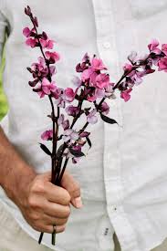 Image result for Lablab purpureus