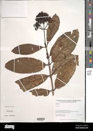 Image result for Gaertnera