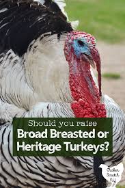 Maybe you would like to learn more about one of these? Are Heritage Turkeys Or Broad Breasted Breeds Right For Your Flock