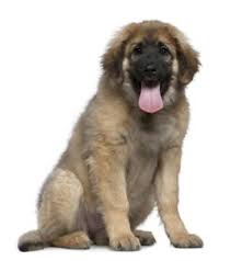 Our listings are from top breeders from around the country. Leonberger Puppies For Sale