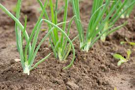 The onion (binomial name allium cepa), also known as the bulb onion or common onion, is an edible vegetable and is the most widely cultivated species of the. Onion Growing Tips Harvest To Table