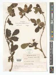 Image result for Nesogenes madagascariensis