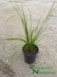 Image result for Motandra