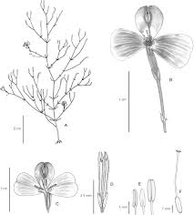 Image result for Canscora diffusa