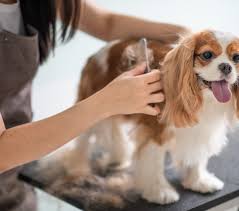 While it's possible for you to groom show dogs with time and practice, a session of bathing and grooming is nowhere near enough to get those highly polished, spoiled show dog looks. Average Cost Of Dog Grooming In The Uk 2021 Nimblefins