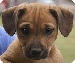 Due to the health risks associated with breeding larger puppies in smaller breeds, these dogs have a golden retriever mother and a dachshund. Plainfield Ct Dachshund Meet Austin A Pet For Adoption