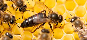 Ellusionist is raising funds for queen bee: How Epigenetics Rna Can Help Save The Honey Bees
