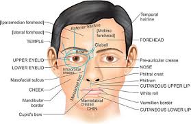 This is the timeline of a mapreduce job execution: Facial Skin Anatomy Anatomy Drawing Diagram