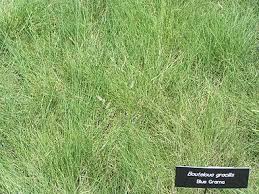 List Of Colorado State Symbols Wikipedia The Free Encyclopedia Drought Tolerant Grass Water Wise Landscaping Waterwise Landscaping