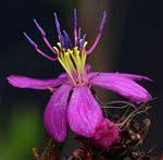 Image result for Melastomastrum segregatum