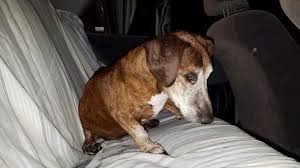 In Michigan City Indiana A Senior Dachshund Mix Was Left Outdoors Shivering In A Cardboard Box In A Residential Neighbo Dachshund Humane Society Shelter Dogs