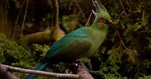 Birds That Start With The Letter N 10 Fascinating Animals Whose Names Start With The Letter T Animals Fascinating Letter T
