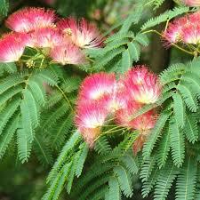 Image result for Albizia