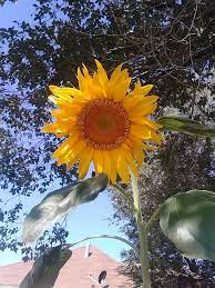 Sunflower Lore Good Witches Homestead