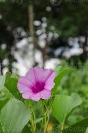 Image result for Ipomoea cairica