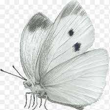 5 out of 5 stars. Butterfly Cabbage White Insect Large White Butterfly Insects Cabbage Png Pngegg