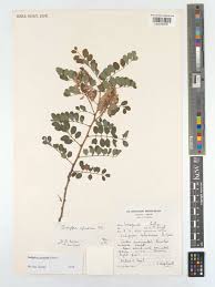 Image result for Indigofera cylindracea