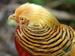 Bird With No Feathers On Neck Game Bird Pictures National Geographic Bird Pictures Game Birds Nature Birds