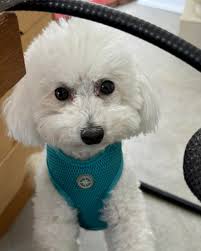 Happy #InternationalDogDay to all of our furry rockstars 🐾