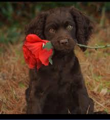 (75) the puppies are raised around our 2 children so they are accustomed to being loved, kissed, and ears pulled every now and then. Boykin Spaniel Plantation Home