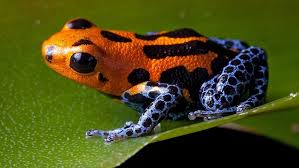So many different animals live here that by looking at the rainforest, we have a. Rainforest Habitat Facts And Photos