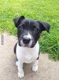 Meet Juno 9 Week Old Staffy X Border Collie Cute Animals Staffy Puppies My Animal