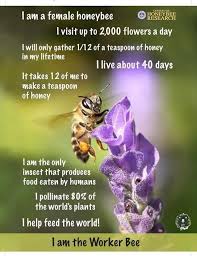 Collection by bee friendly garden plants. National Garden Clubs Inc Facts About Honey Bees 1 Honey Bees Are Super Important Pollinators For Flowers Fruits And Vegetables This Means That They Help Other Plants Grow Bees Transfer Pollen