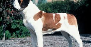 St Bernard Both Long Haired And Short Haired Saint Bernards Shed And Need Regular Grooming New Owners Should Be Prepa St Bernard Dogs Dog Poses Bernard Dog