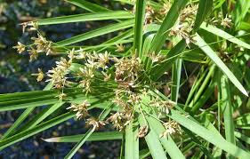 Image result for Cyperus amauropus