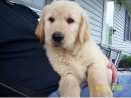 What kind of car do golden retrievers like? Golden Retriever Puppies In Indiana