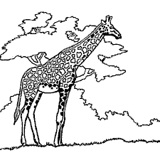 Comment dessiner une girafe avec un crayon appris. Coloriage Girafe En Ligne Gratuit A Imprimer