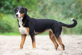 She is both exuberant (with friends and family) and reserved (with strangers). Appenzeller Sennenhund Herz Fuer Tiere De
