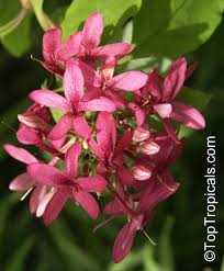 Image result for Ruspolia seticalyx