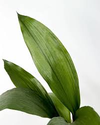 Image result for Kořenokvětka Aspidistra