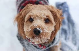 We did not find results for: How Much Does A Cavapoo Cost Price Guide Oodle Life
