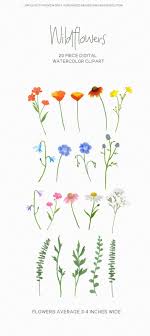 Wildflower Clipart Botanical Hand Drawn Floral Png Files Etsy In 2020 How To Draw Hands Clip Art Wild Flowers