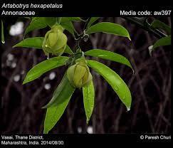 Image result for Artabotrys